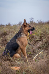 German Shepherd dog sitting in grass, Autumn field. Domestic animal. Home pet and family guardian. Wild nature.