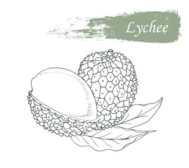 Lychee in black and white, drawn by hand. Sketch done in retro style.