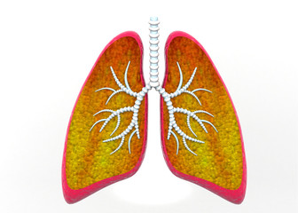 Human lungs. 3d render ..