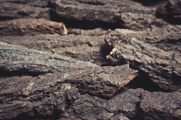 Bark background.Wood tree texture background pattern