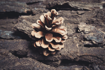 Brown  pine cone on pine bark