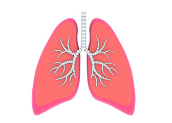 Human lungs. 3d render .