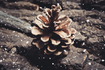 Brown  pine cone on pine bark