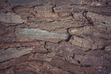 Bark background.Wood tree texture background pattern
