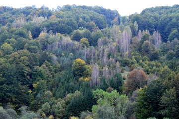 the autumn landscape of nature