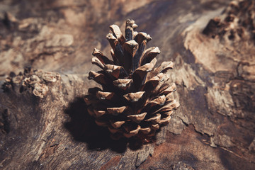 Naklejka na ściany i meble Brown pine cone on pine bark