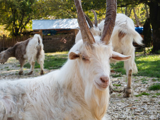 Goat in the village. With long horns