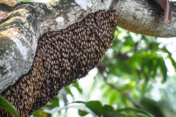 Swarm of bees in a bee hive