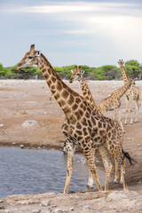 Four giraffes at a waterhole, Etosha, Namibia, Africa