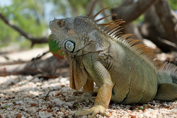 Iguana sulla spiaggia