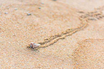 ヤドカリ　Hermit crab