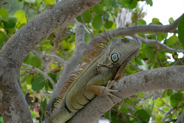 Obraz premium Iguana sulla spiaggia