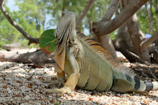 Iguana sulla spiaggia