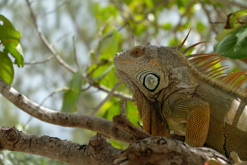 Iguana sulla spiaggia