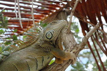 Iguana sulla spiaggia