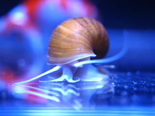 ゴールデンアップルスネール