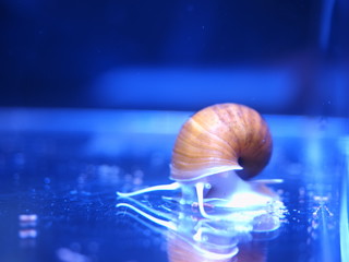 ゴールデンアップルスネール