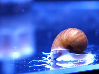 ゴールデンアップルスネール