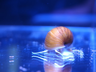 ゴールデンアップルスネール