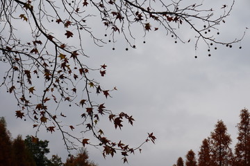 丸い実のぶら下がるカエデの木