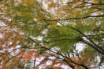 空を見上げると紅葉のグラデーション