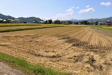 Fototapeta na wymiar 稲刈り後の風景