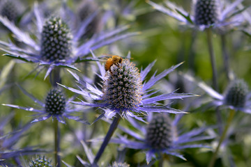 Close up of a bee on a flower, pollinating .