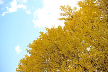 イチョウと空