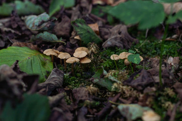 Mushrooms in the forest - moss and leaves on the ground