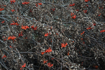 Bunches of mountain ash on the branches with withered leaves