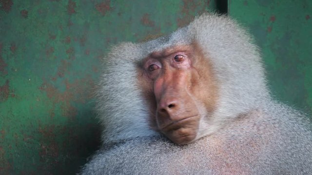 Portrait of a funny shy hamadryas baboon in a zoo cage. Close up.