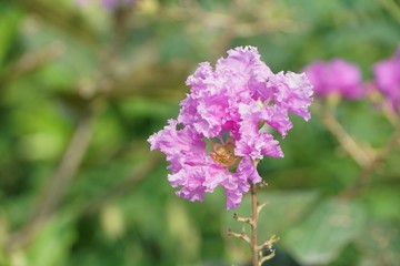 Lagerstroemia speciosa flower in nature garden