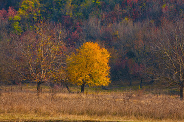 Fototapeta premium Mountain landscape with yellow trees and grass. autumn time