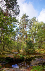 Obraz premium Pine trees and rocks in fontainebleau forest