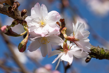 Higan cherry, Prunus subhirtella