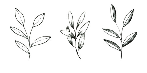 Floral doodle set of leaves isolated on white background.