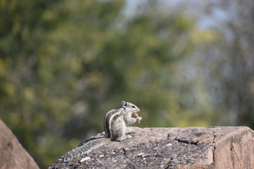squirrel on tree