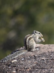 Naklejka na ściany i meble squirrel in park