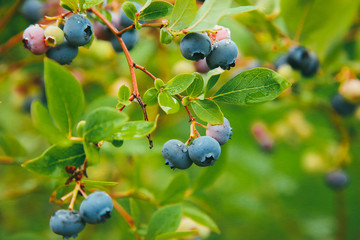 Blueberries weigh on a Bush branch .Texture or background
