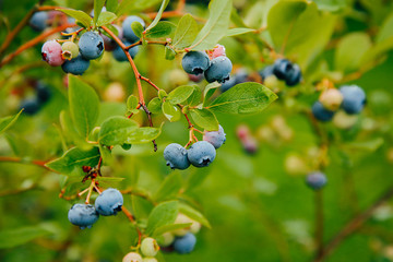 Blueberry berries hang on a branch of a shrub in the garden in the summer.Texture or background