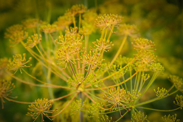 In the garden is ripe dill closeup .Texture or background