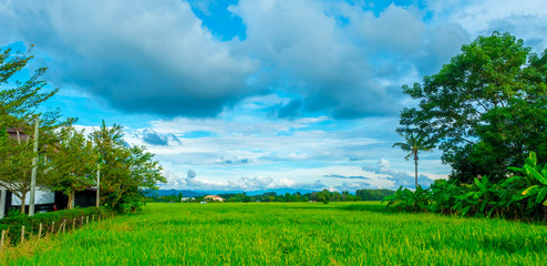 Fototapeta na wymiar Scenery, rice fields and forests, mountains, sky and trees of Asia