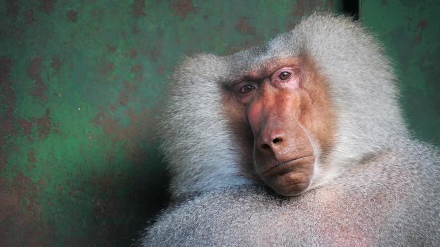 Portrait of a funny shy hamadryas baboon in a zoo cage. Close up.