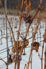 Wein im Winter