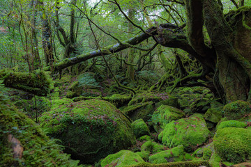 鹿児島県・屋久島町 春の白谷雲水峡の森の風景