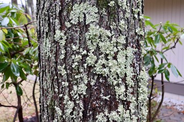 Closeup image of green moss growing on tree bark