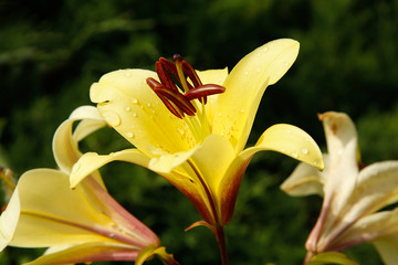 Bud of yellow Lily closeup .Texture or background
