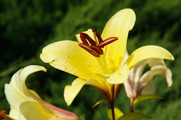Bud of yellow Lily in the Botanical garden close up .Texture or background