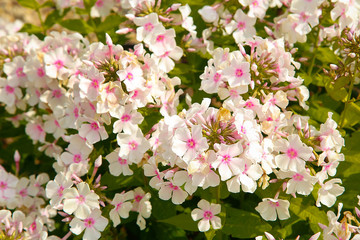 Pink Phlox bloomed in the garden in summer .Texture or background