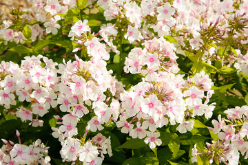 In the garden in the summer bloomed many pink flowers Phlox .Texture or background